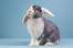 A beautiful grey and white Mini Lop rabbit with it's ears down