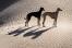 Sloughi-Two-Dogs-In-Desert