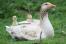 American Buff goose and goslings