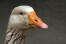 American Buff goose close up