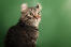 Alert and wide-eyed American curl cat against a green background