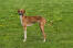 Azawakh dog standing in a field with dandelions