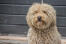 Barbet dog with a golden curly coat sitting awaiting instruction