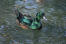 Black East Indian duck on the water