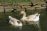 Pair of Brecon Buff geese on the water