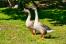 Pair of Chinese geese on the grass