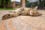 Dragon Li cat stretched out on some paving