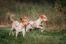 pair of Bracco Italiano dogs playing in a field