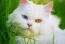 Odd-eyed Persian cat close up in the grass