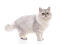 Silver Tabby Persian cat standing in front of a white background