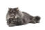 Distinguished Persian smoke cat lying against a white background