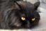 Black Persian smoke cat close up