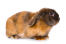 Satin rabbit against a white background