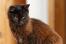 Close up of York Chocolate cat looking intently