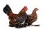 Booted-Bantam-White-Background