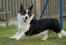 A black and white adult Cardigan Welsh Corgi, enjoying some exercise