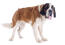 An adult Saint Bernard standing tall, with a lovely, soft, brown and white coat