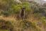 Estrela-Mountain-Dog-On-Mountain