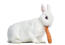 A lovely little Mini Rex rabbit eating a carrot