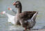 Toulouse goose paddling in the water