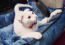 White Ukranian Levkoy cat in a blue cat bed