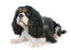 A black and white Cavalier King Charles Spaniel with a lovely, soft coat