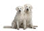 Two young Kuvasz's awaiting some deserved attention from their owner