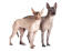 two mexican hairless dogs side by side looking inquisitive