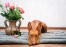 Cute Cirneco Dell'Etna laying down next to a vase of flowers
