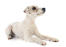 A healthy Parson Russell Terrier lying neatly, waiting for a command