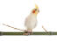 A wonderful Cockatiel perching on a branch