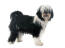 A Tibetan Terrier with a black and white coat, showing off it's long fringe and bushy tail