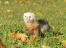 A lovely little Champagne Ferret playing in the grass