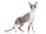 a cornish rex with large ears and long legs