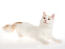 A playful Turkish van