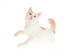 A young Turkish Van ready bat a toy with its paw