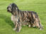 A bergamasco showing off his lovely coat
