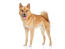 A young adult Finnish Spitz with it's characteristic bushy tail