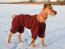 A beautiful, tall Irish Terrier wearing a red coat to keep it warm
