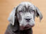 A close up of a Neapolitan Mastiff puppy's soft coat and wrinkly skin