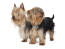 Two beautiful little Silky Terriers enjoying each other company