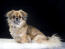 A wonderful, little Tibetan Spaniel posing, waiting patiently for a command