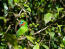 A beautiful Double Eyed Fig Parrot, feeding in a tree