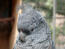 A close up of a Gang Gang Cockatoo's lovely, grey head feathers