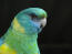 A close up of a Mulga Parrot's beautiful green and yellow head feathers