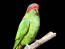 A close up of a Musk Lorikeet's beautiful green feather pattern