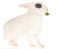 A lovely white Hotot rabbit with incredible blue eyes