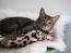 Asian Tabby cat lying comfortably on a blanket