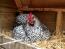 Wybar chicken resting in coop