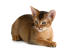 A young Abyssinian Cat with a plush coat